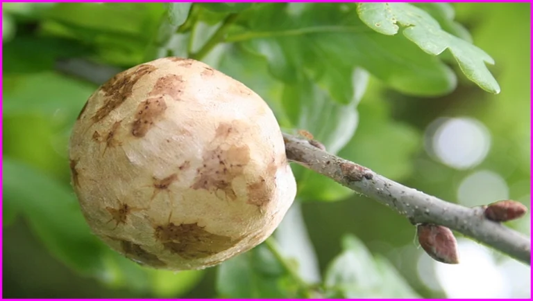 شجرة المن والسلوى